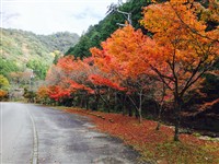 季節・紅葉