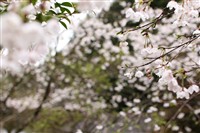 季節・桜