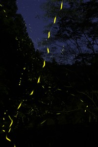 蛍